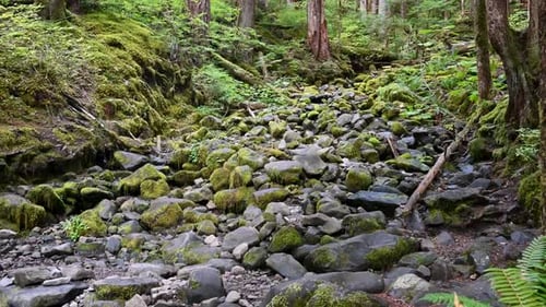 Rocky moss area river bed in Washington Pacitic Northwest Rainforest