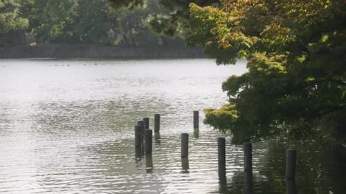 Tranquil Pond Surrounded By Lush And Green Vegetation In Tokyo, Japan - static shot