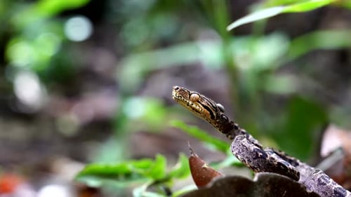 Boa amazonien juvénile (Corallus hortulana)