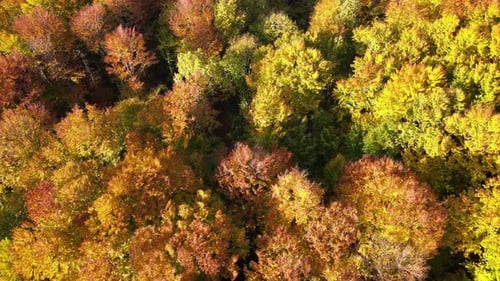 View From Above of Colorful Woods with Yellow and Orange Canopies in Autumn Forest on Sunny Day