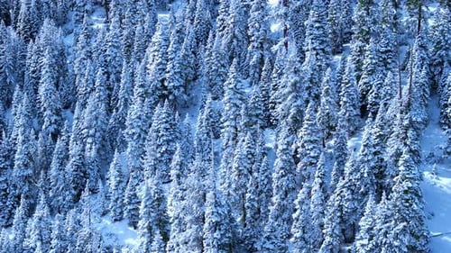 Aerial View of Snow Covered Pine Forest in Winter