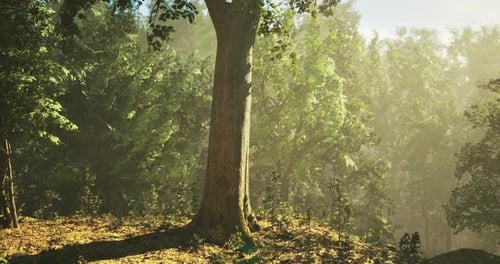 Sunlight Filters Through Trees in a Tranquil Forest During Early Morning