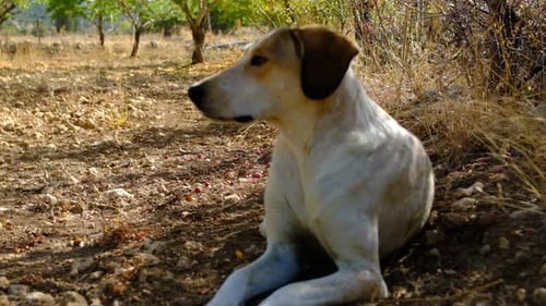 Sitzender Hund