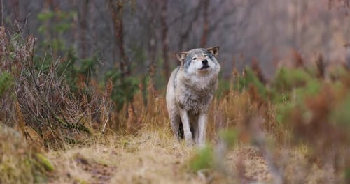Wild Male Wolf Hiding Between Bushes in the Forest