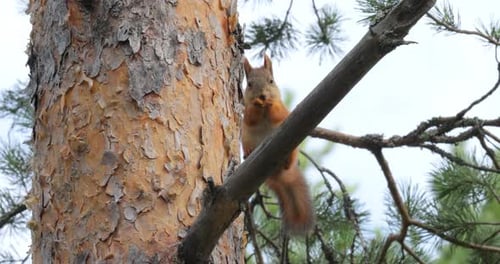 Squirrel eating pine cone on branch in tree