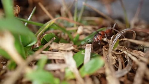 Ant in Its Habitat in the Forest