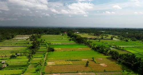 Birdseye view of vibrant green rice fields in Indonesia. Aerial drone view