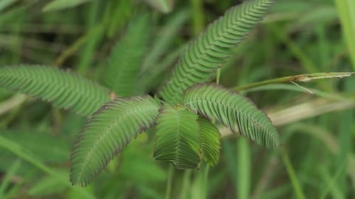 a green plant with a windblown texture surface