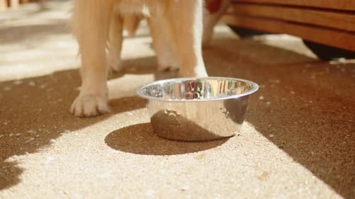 Primer plano del Golden Retriever bebiendo agua alimentando a un hambriento cachorro de perro labrador de Metal Bowl