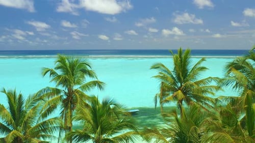 Aerial View Over Tall Palm Trees of Tropical Island Coastline with White Exotic Beach and Turquoise