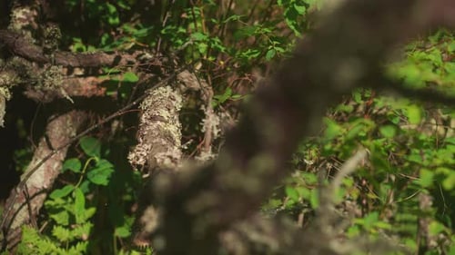 Trockene Baumstämme mit Flechten liegen im Wald zwischen grünem Gras