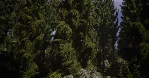 Lush Green Forest with Towering Conifer Trees Under Bright Blue Sky