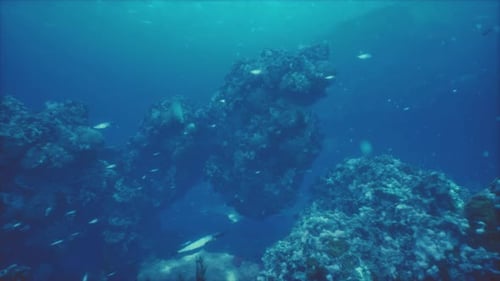 Coral Reef and Tropical Fish in Sunlight