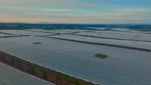 Fruit orchard at sunrise in the bay of plenty, Drone flys forward