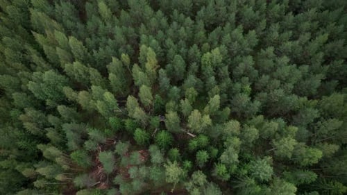 Aerial following shot of Scandinavian finnish forest and forestry Ponsse Scorpion harvester, shot wi