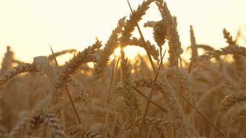 Golden Eco Wheat Swaying By Wind Closeup Agricultural Rural Field Summer Day Growing Cereals Bio
