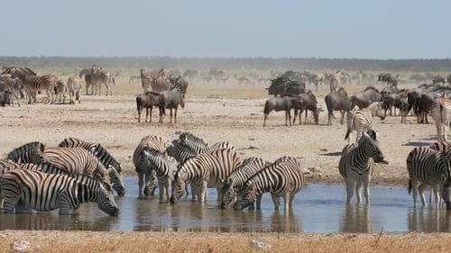 African Wildlife At A Waterhole - Etosha National Park, Namibia