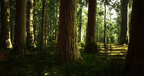 Sunlight Filters Through Tall Trees in a Lush Forest During Daytime