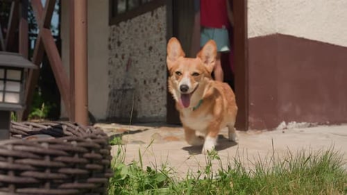 Vibrant Dog Greeting Enthusiastic Dog Runs To Greet Family Members Outside Active Corgi Excitedly