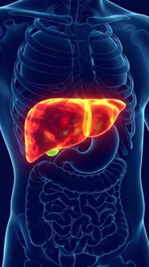 Animated Human Liver Glowing in Medical Body Scan