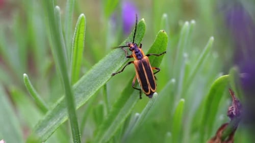 A firefly rests on a plant during the daytime.