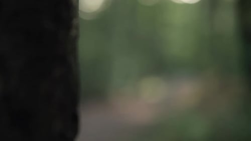 View from behind a tree of a leaves path in a forest