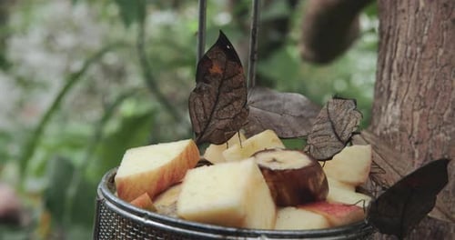 Kallima Butterflies Feed