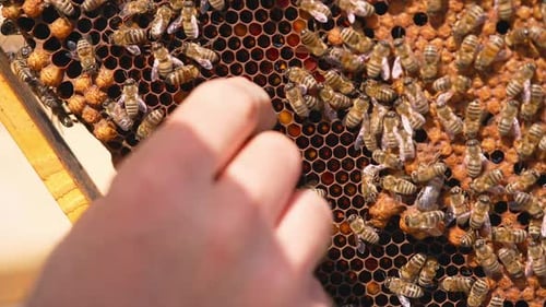 Natürliche Herstellung von Bio-Honigbienen. Nahaufnahme der landwirtschaftlichen Imkerei.