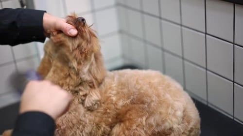 Groomed Dog Getting Gentle Brushing in Home