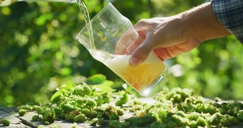 Close up shot of a fresh high quality gold foamy beer is poured in a transparent glass on a backgr