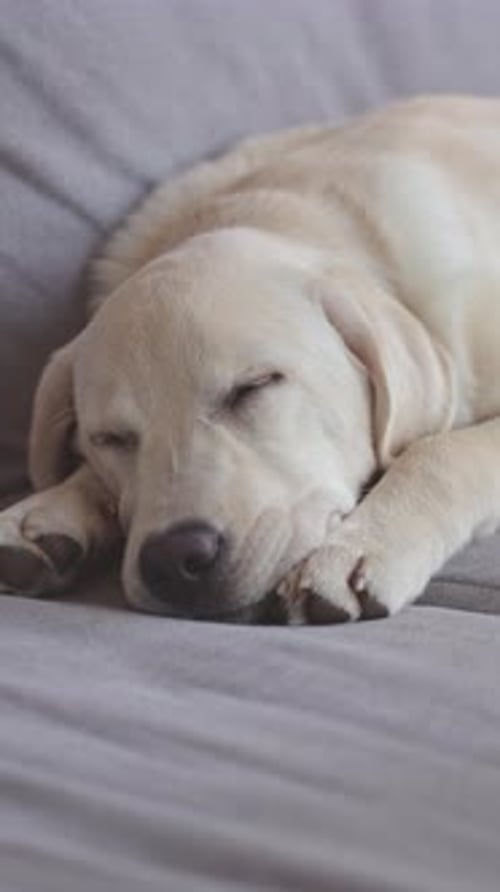 Labrador Retriever schläft aus nächster Nähe