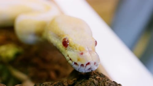 Gros plan d'un python albinos au ralenti avec des yeux rouges vifs et des écailles complexes