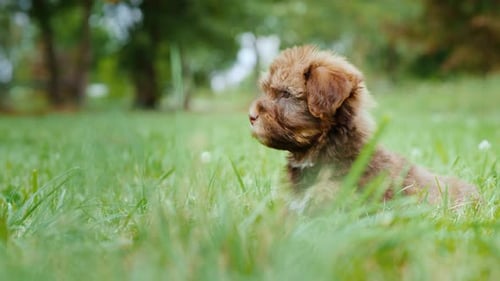 Little Brown Puppy Sitting in Green Grass
