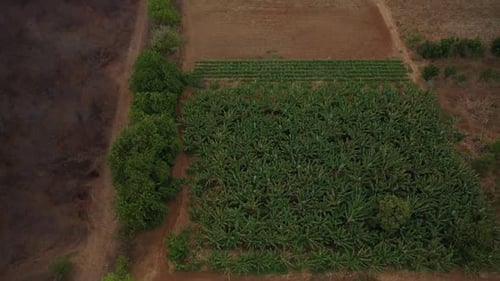 Gravity irrigation accounts for most of the total irrigated land in Brazil
