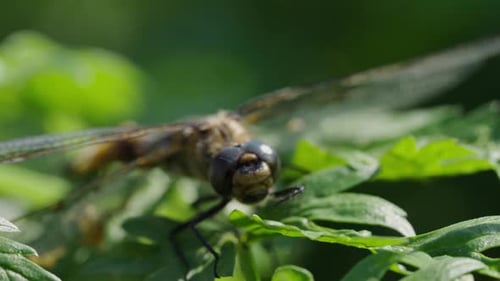 Eine detaillierte Nahaufnahme fängt eine ruhende Libelle ein. Ihre facettenreichen Augen und transparenten Flügel sind detailliert