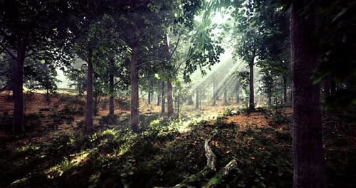 Sunlight Filters Through Trees in a Serene Forest Setting at Dawn