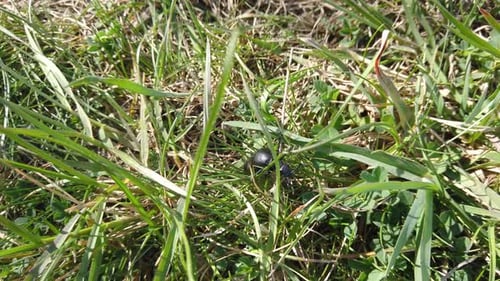 Schwarzes Insekt, das morgens im grünen Gras ein Sonnenbad nimmt