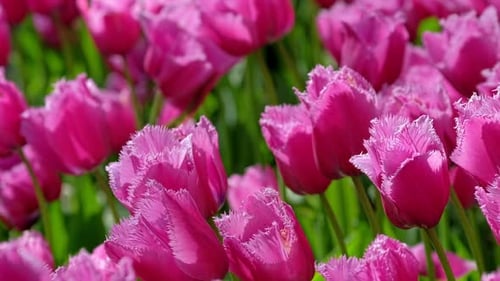 Blooming Tulips in Keukenhof Flower Garden