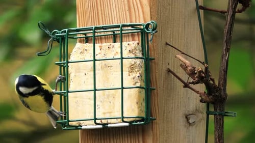 Black tit birds taking turns and feeding together on a block of seed induced fat with out of focus g
