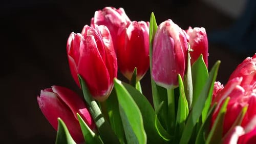 Side View Closeup Purple Flowers in Sunshine in Darkness