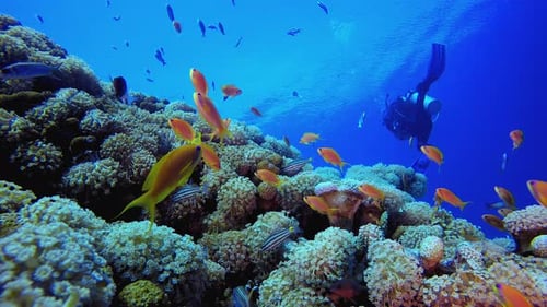 Underwater Diver Tropical Reef
