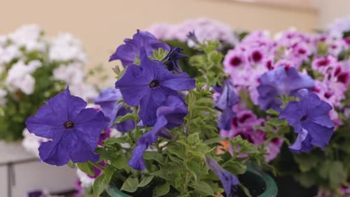 Beautiful Bush of Hydrangea Flowers in a Garden