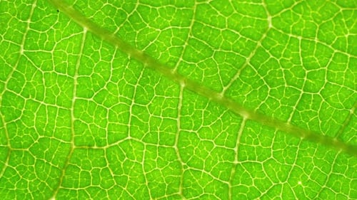 Vue rapprochée d'une feuille verte.