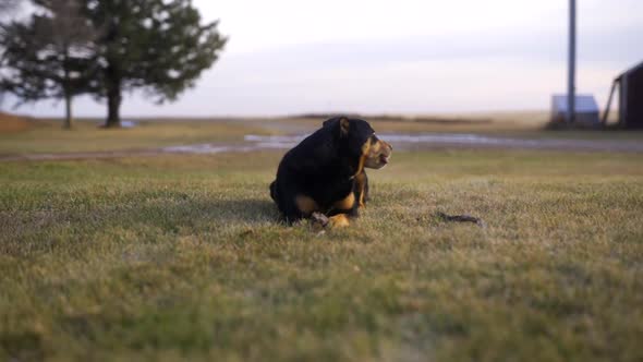Pet rotweiler laying down on grass on farm, Nature Stock Footage ft ...