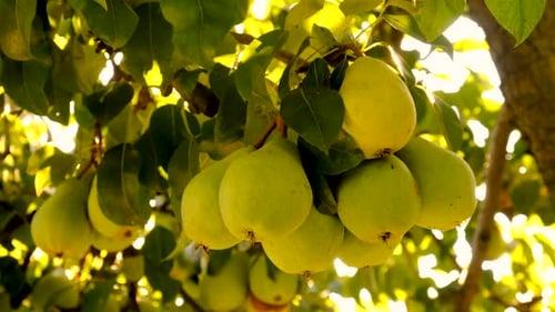 Harvest of Pears on a Tree in the Garden Selective Focus