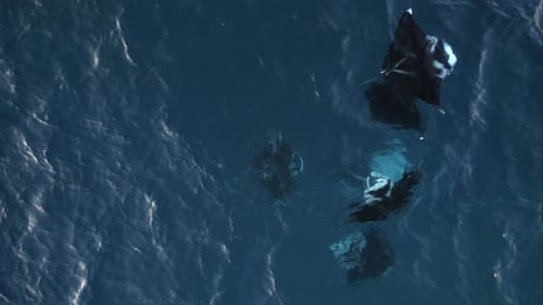 Stunning View Of Manta Rays Against Blue Ocean