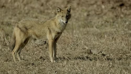 A Jackal stands in a field in Bandhavgar India.