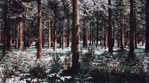 Sunset or Sunrise in the Winter Pine Forest Covered with a Snow