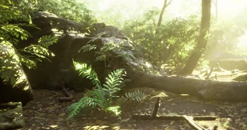 Lush Greenery and Sunlight Filtering Through Trees in a Tranquil Forest Setting