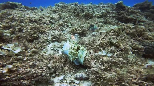 Incredible octopus spreading its skirt to look bigger on the reef.